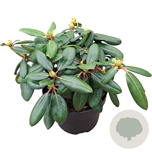 Rhododendron 'Bohlkens Kronjuwel' 30-40 cm 5,0L struik