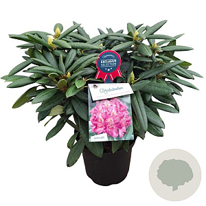 Rhododendron (Y) 'Bohlken's L.berg' 25-30 cm 5,0L