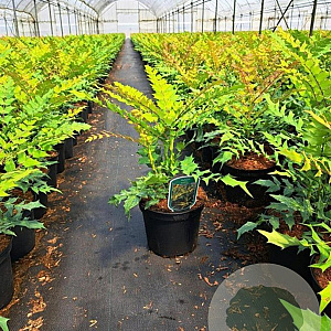 Mahonia media 'Winter Sun' 30-40 cm 3,0L