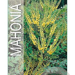 Mahonia media 'Winter Sun' 30-40 cm 3,0L
