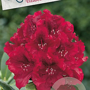 Rhododendron 'Elizab. Red Foliage' 30-40 cm 5,0L struik
