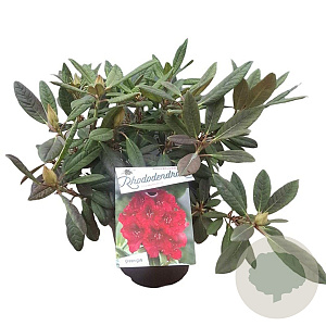 Rhododendron 'Elizab. Red Foliage' 30-40 cm 5,0L struik