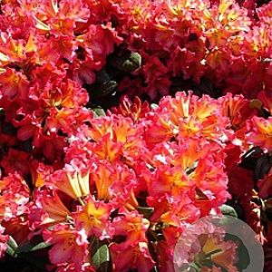 Rhododendron 'Golden Gate' 30-40 cm 5,0L struik