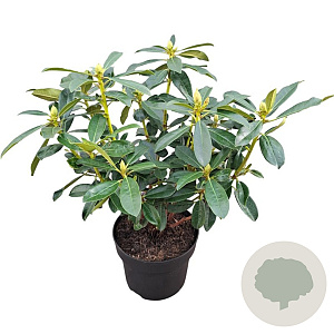 Rhododendron Graffito 30-40 cm 5,0L struik