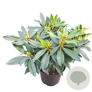 Rhododendron Kabarett 30-40 cm 5,0L struik