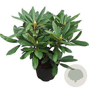 Rhododendron 'Marcel Menard' 30-40 cm 5,0L struik