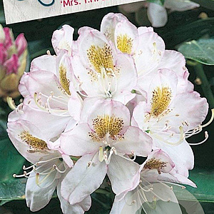 Rhododendron 'Mrs T.H. Lowinsky' 60-70 cm 20L