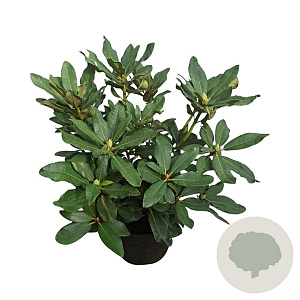 Rhododendron 'Nova Zembla' 30-40 cm 5,0L struik