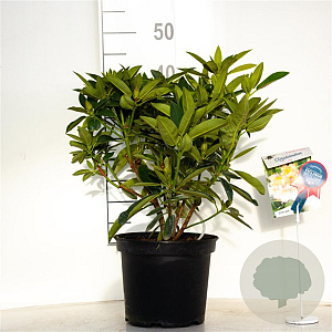 Rhododendron 'Olga' 30-40 cm 5,0L struik