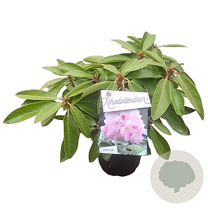 Rhododendron 'Onkel Dines' 30-40 cm 5,0L struik