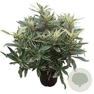Rhododendron pont. 'Variegatum' 30-40 cm 5,0L struik