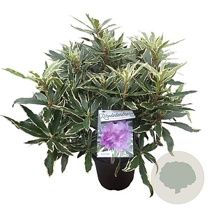 Rhododendron pont. 'Variegatum' 30-40 cm 5,0L struik