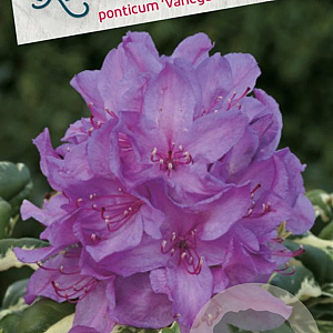 Rhododendron pont. 'Variegatum' 30-40 cm 5,0L struik