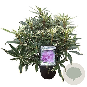 Rhododendron pont. 'Variegatum' 30-40 cm 5,0L struik
