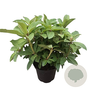 Rhododendron 'Red Jack' 30-40 cm 5,0L struik
