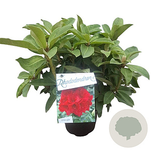 Rhododendron 'Red Jack' 30-40 cm 5,0L struik