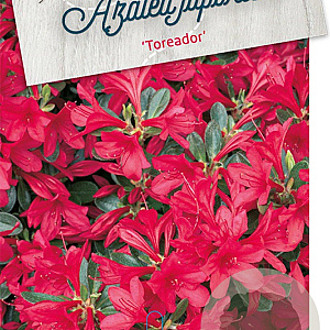 Rhododendron (AJ) 'Toreador' 40-50 cm 10L