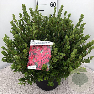 Rhododendron (AJ) 'Toreador' 40-50 cm 10L