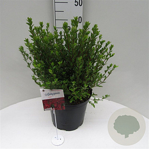 Rhododendron (AJ) 'Toreador' 40-50 cm 10L