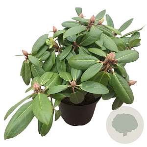 Rhododendron 'Virginia Richards' 30-40 cm 5,0L struik