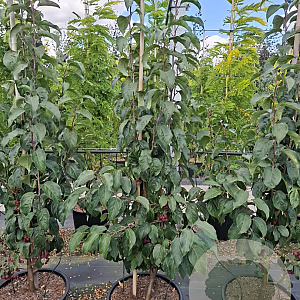 Malus baccata 'Street Parade' 175-200 cm 35L solitair meerstammig