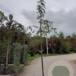 Sorbus aucuparia 8-10 HO container