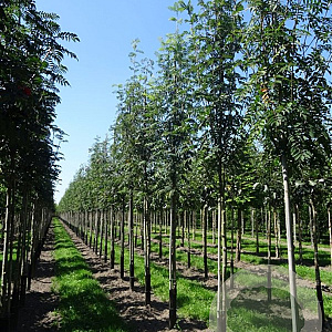 Sorbus aucuparia edulis 10-12 HO container