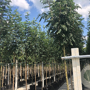 Sorbus aucuparia edulis 14-16 HO container