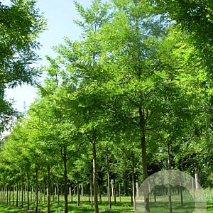 Styphnolobium japonicum 'Regent' 25-30 HO draadkluit