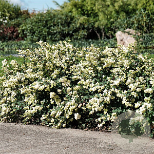 Symphoricarpos Magical Galaxy 50-60 cm 10L