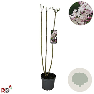 Syringa v. Beauty of Moscow 80-100 cm 7,5L