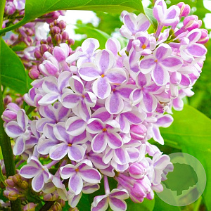 Syringa v. 'Lila Wonder' 40-60 cm 3,0L