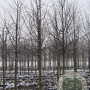 Tilia cordata 18-20 HO draadkluit