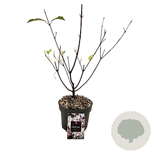 Viburnum bodn. 'Dawn' 20-30 cm 2,0L
