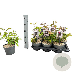 Viburnum bodn. 'Dawn' 20-30 cm 2,0L