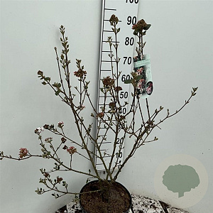 Viburnum burkw. 'Anne Russell' 60-80 cm 10L