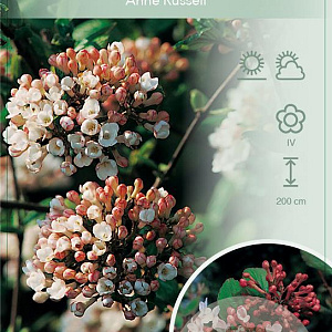 Viburnum burkw. 'Anne Russell' 60-80 cm 10L