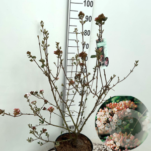 Viburnum burkw. 'Anne Russell' 60-80 cm 10L