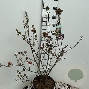 Viburnum burkw. 'Anne Russell' 60-80 cm 10L