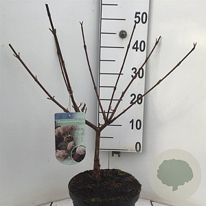 Viburnum carlcephalum 50-60 cm 5,0L