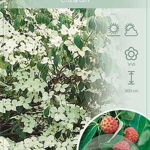 Cornus k. 'China Girl' 50-60 cm 7,5L