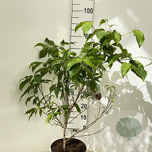 Cornus k. 'China Girl' 50-60 cm 7,5L
