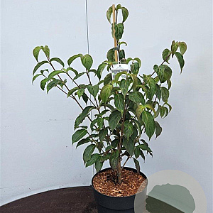 Cornus k. 'China Girl' 50-60 cm 7,5L