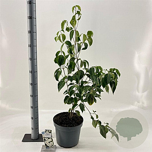 Cornus k. 'China Girl' 60-80 cm 7,5L