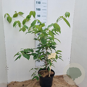 Cornus k. 'China Girl' 60-80 cm 7,5L