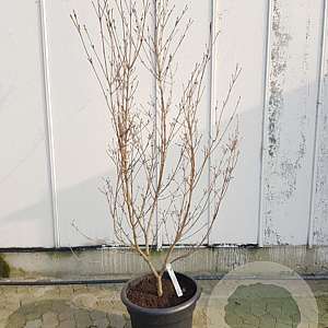 Cornus kousa chinensis 175-200 cm container meerstammig