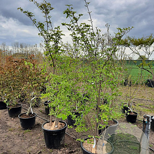 Cornus kousa chinensis 200-250 cm container meerstammig extra