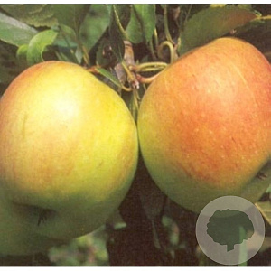 Malus d. 'James Grieve' 12-14 HO container 150 cm stam