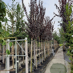 Prunus cer. 'Nigra' 8-10 HO container