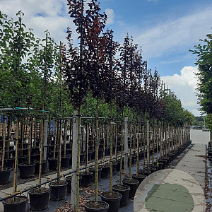 Prunus cer. 'Nigra' 8-10 HO container